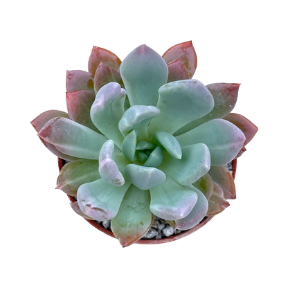 x Pachyveria 'Scheideckeri'