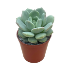 x Pachyveria 'Elaine Reinelt'