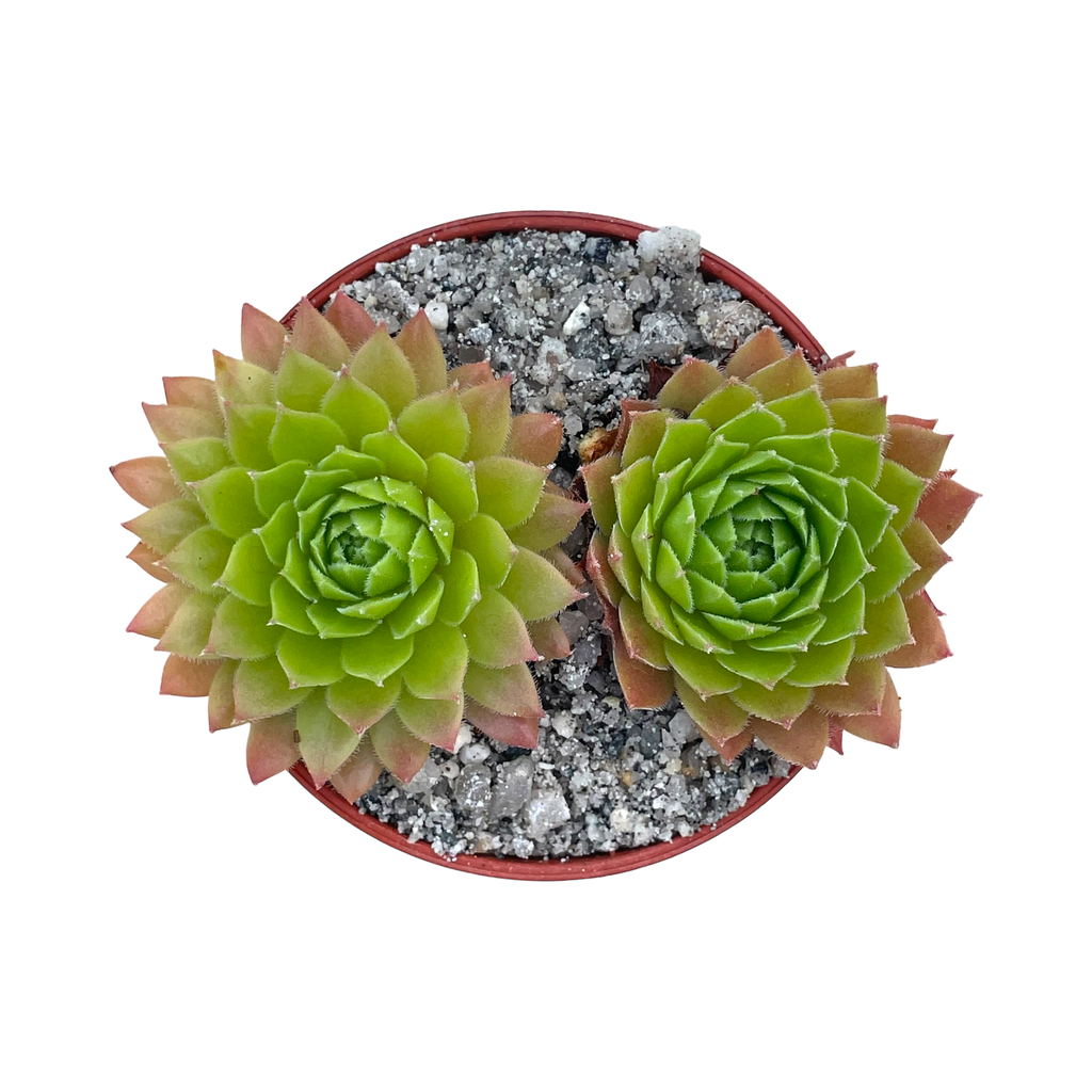 Sempervivum tectorum 'Tokajense'