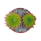 Sempervivum tectorum 'Tokajense'
