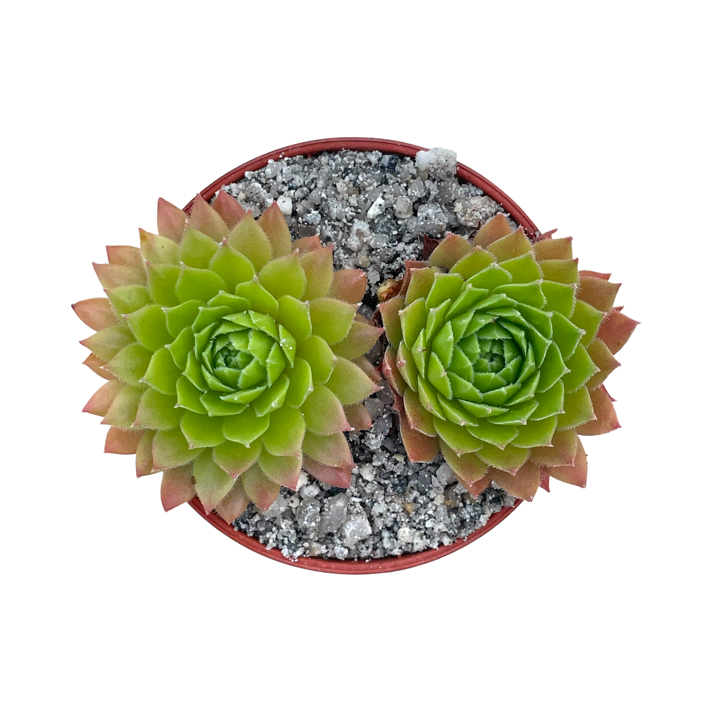 Sempervivum tectorum 'Tokajense'