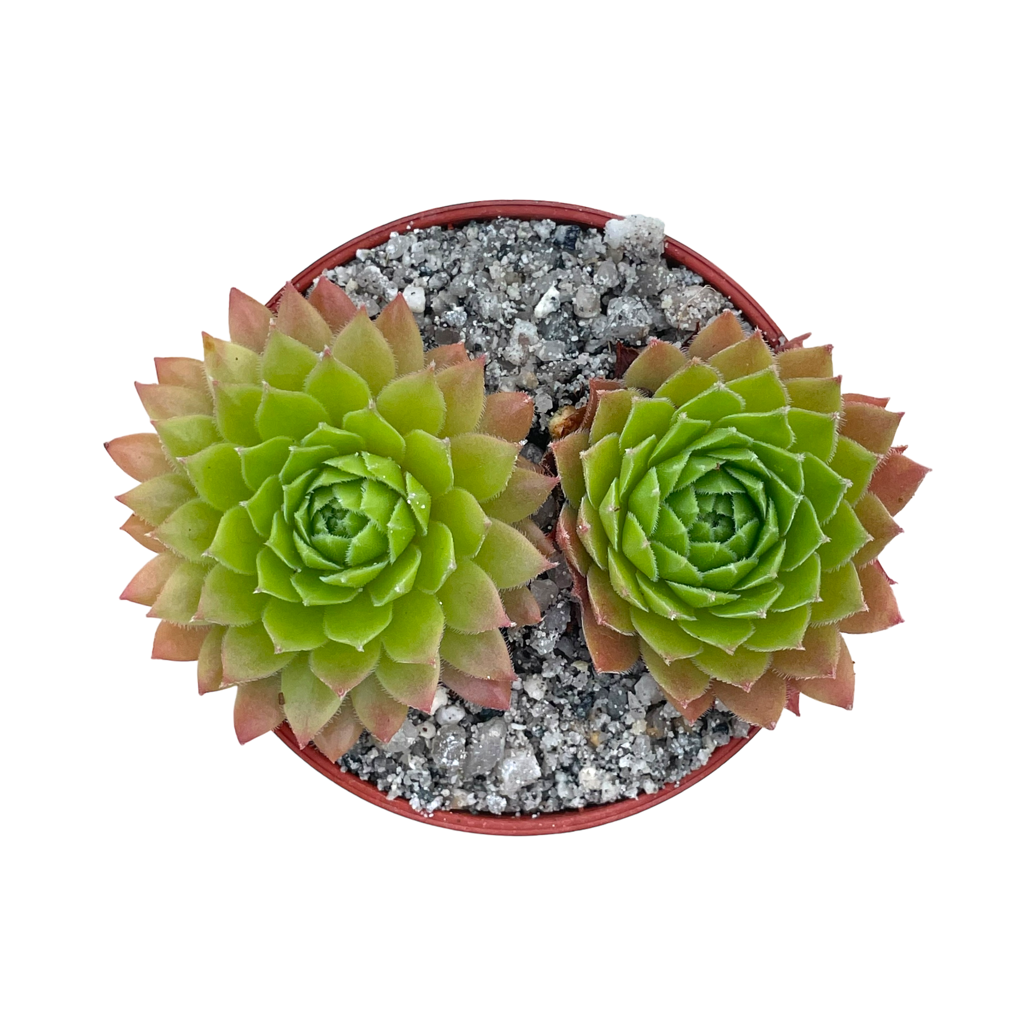 Sempervivum tectorum 'Tokajense'