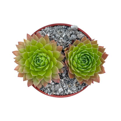 Sempervivum tectorum 'Tokajense'