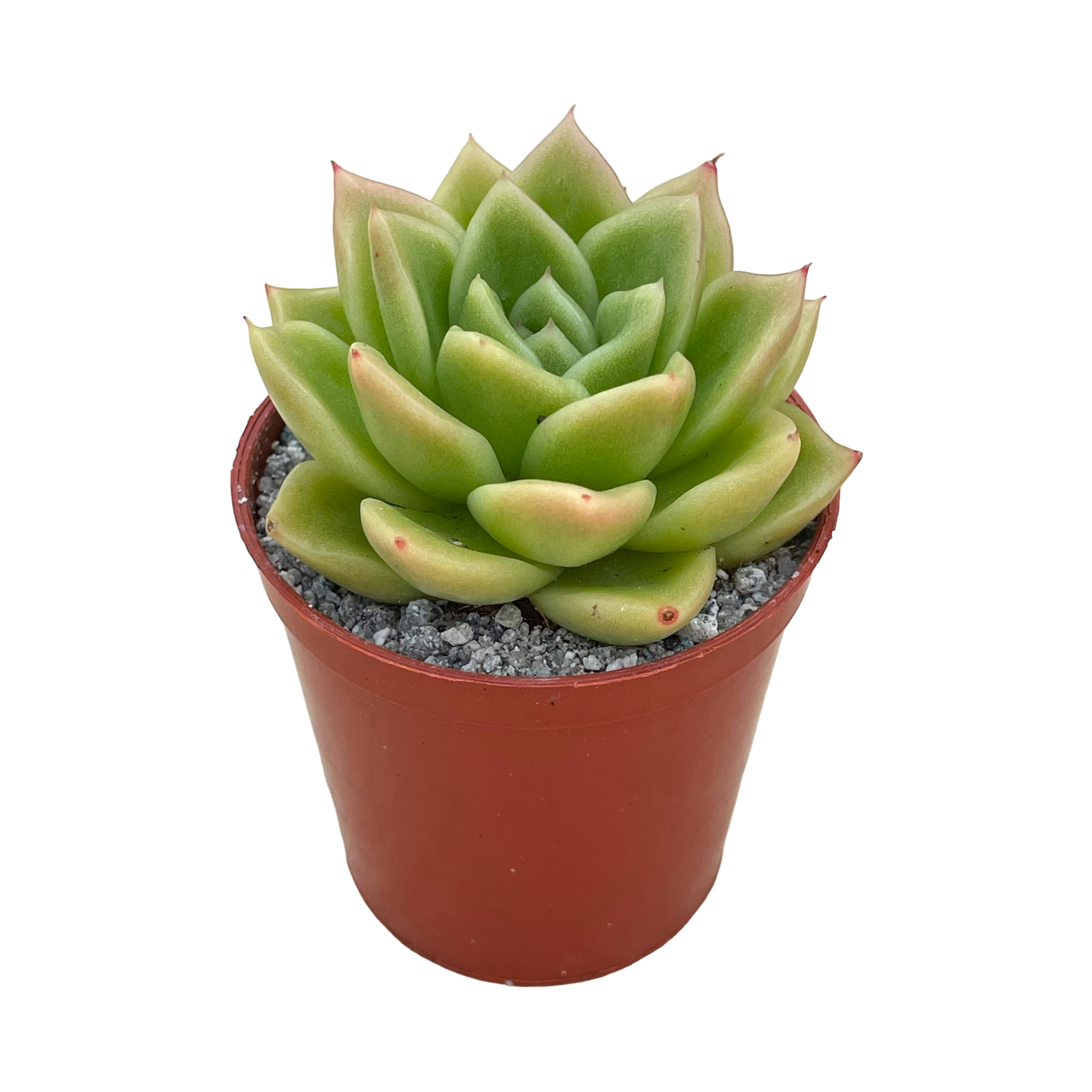 Echeveria 'Crystal Maze'