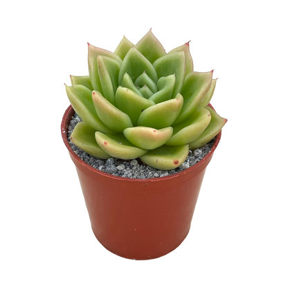 Echeveria 'Crystal Maze'