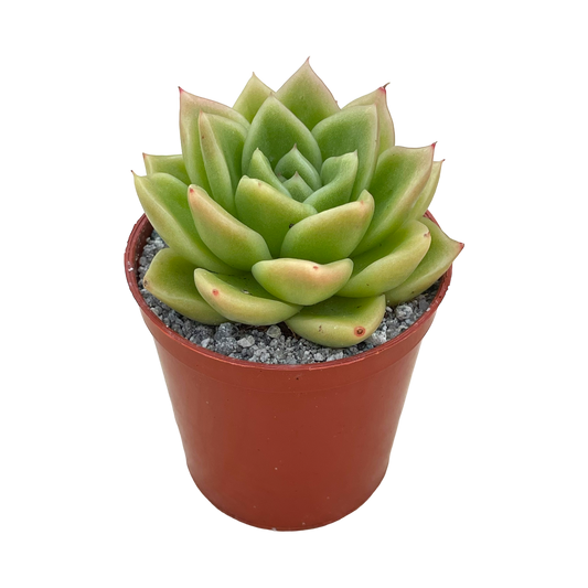 Echeveria 'Crystal Maze'