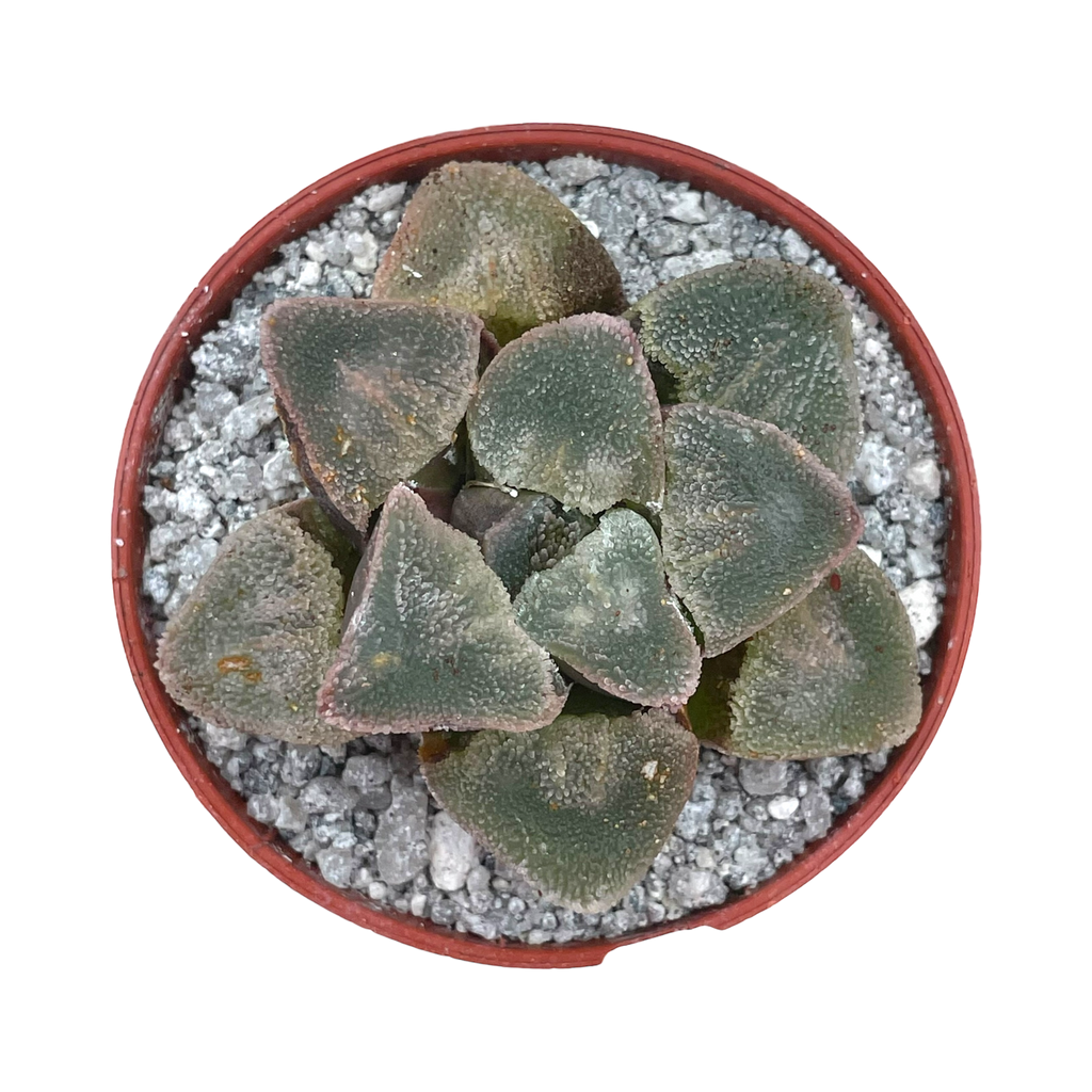 Haworthia pygmaea 'Ice Drill'