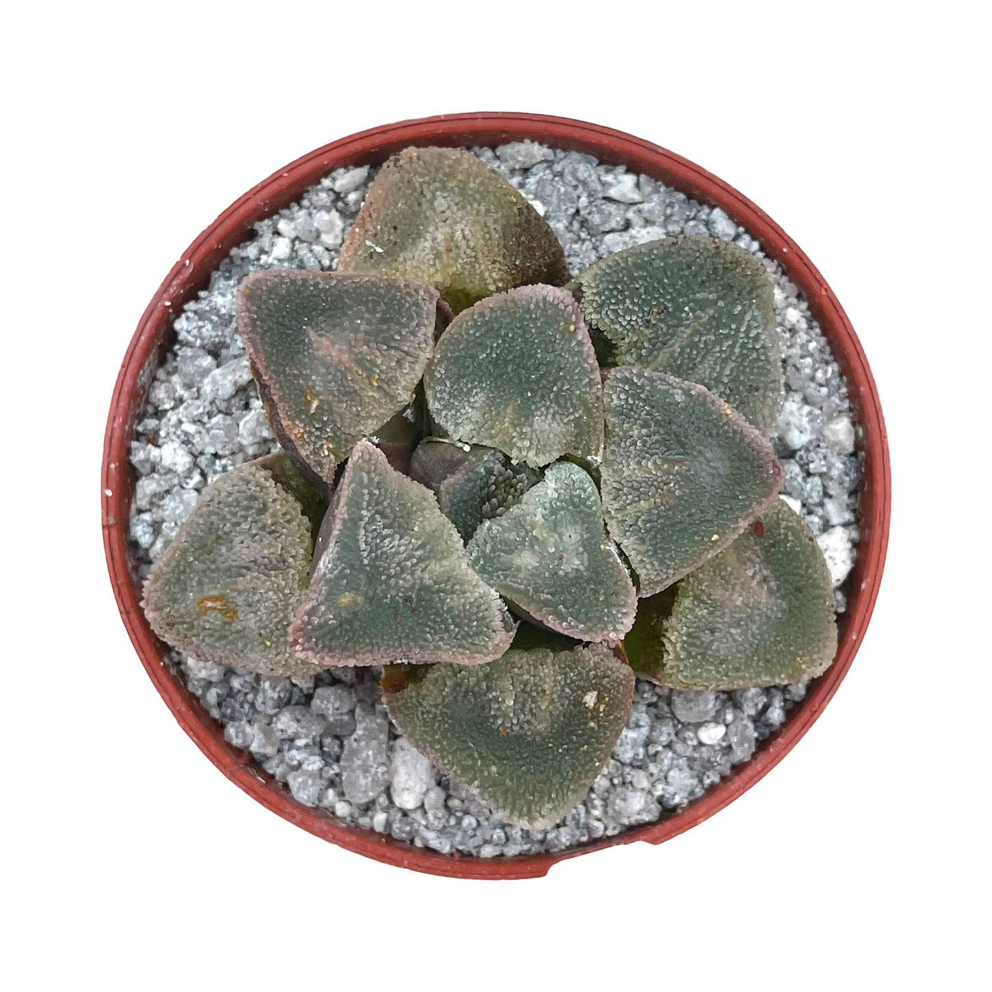 Haworthia pygmaea 'Ice Drill'