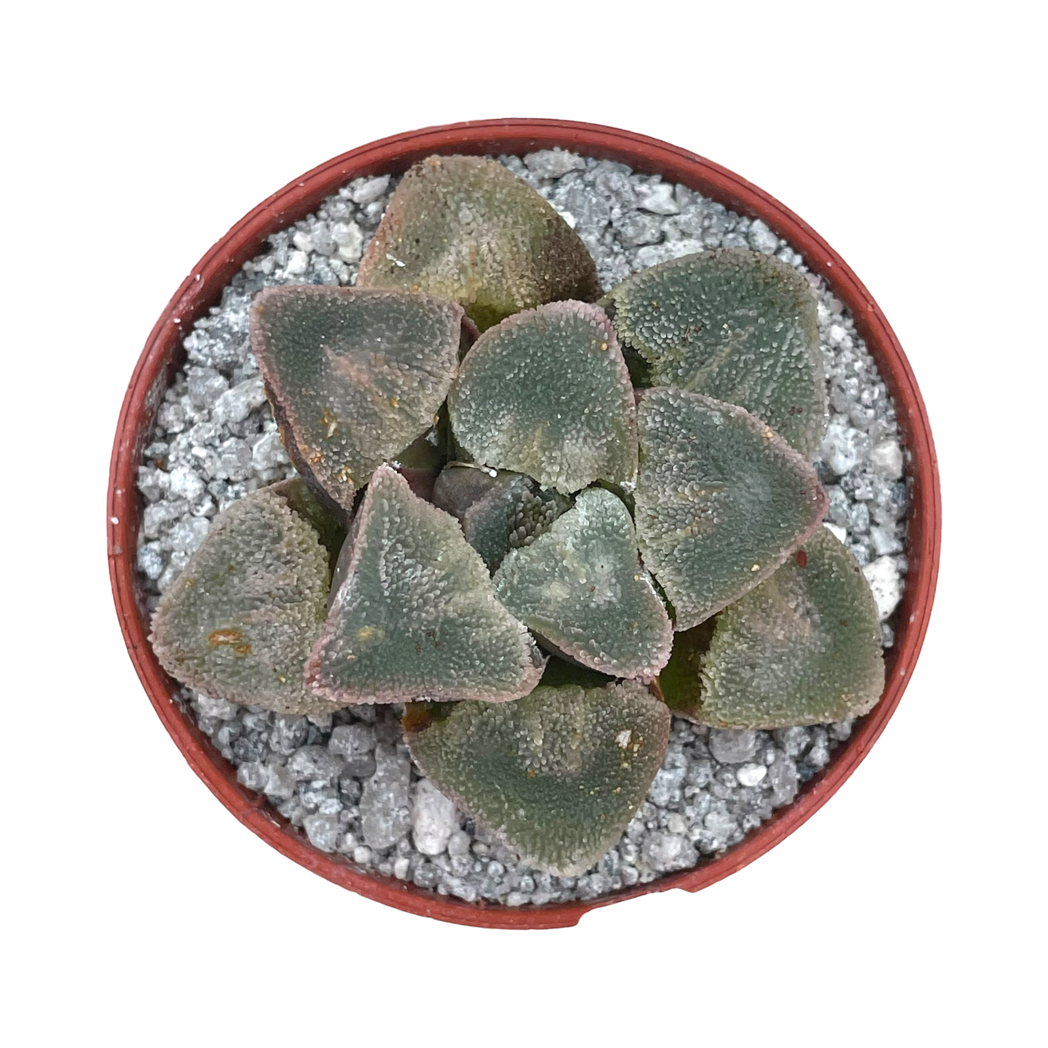 Haworthia pygmaea 'Ice Drill'