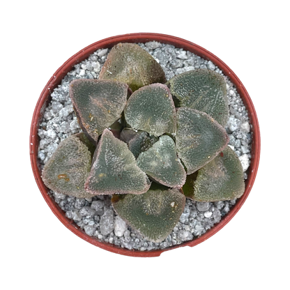 Haworthia pygmaea 'Ice Drill'