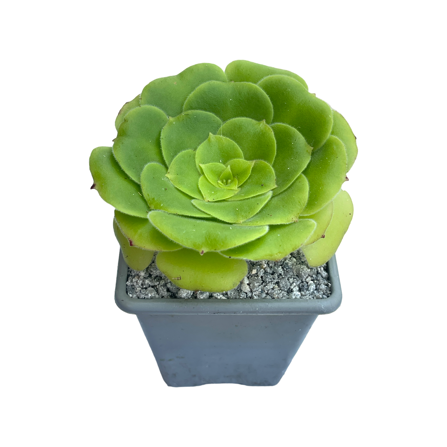 Aeonium canariense var. subplanum