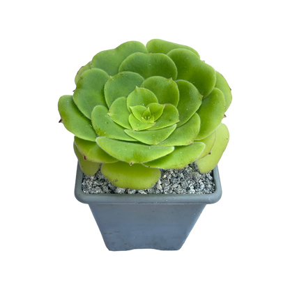 Aeonium canariense var. subplanum