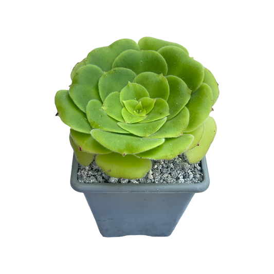 Aeonium canariense var. subplanum