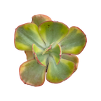 Echeveria 'Sunset Peony'