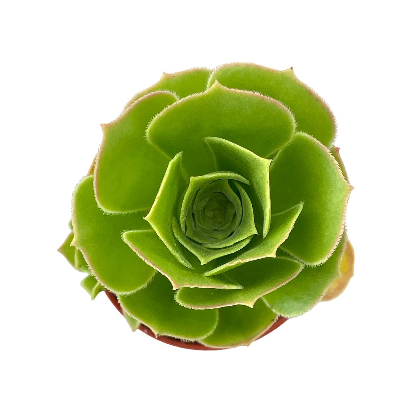 Aeonium balsamiferum