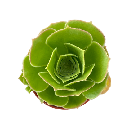 Aeonium balsamiferum