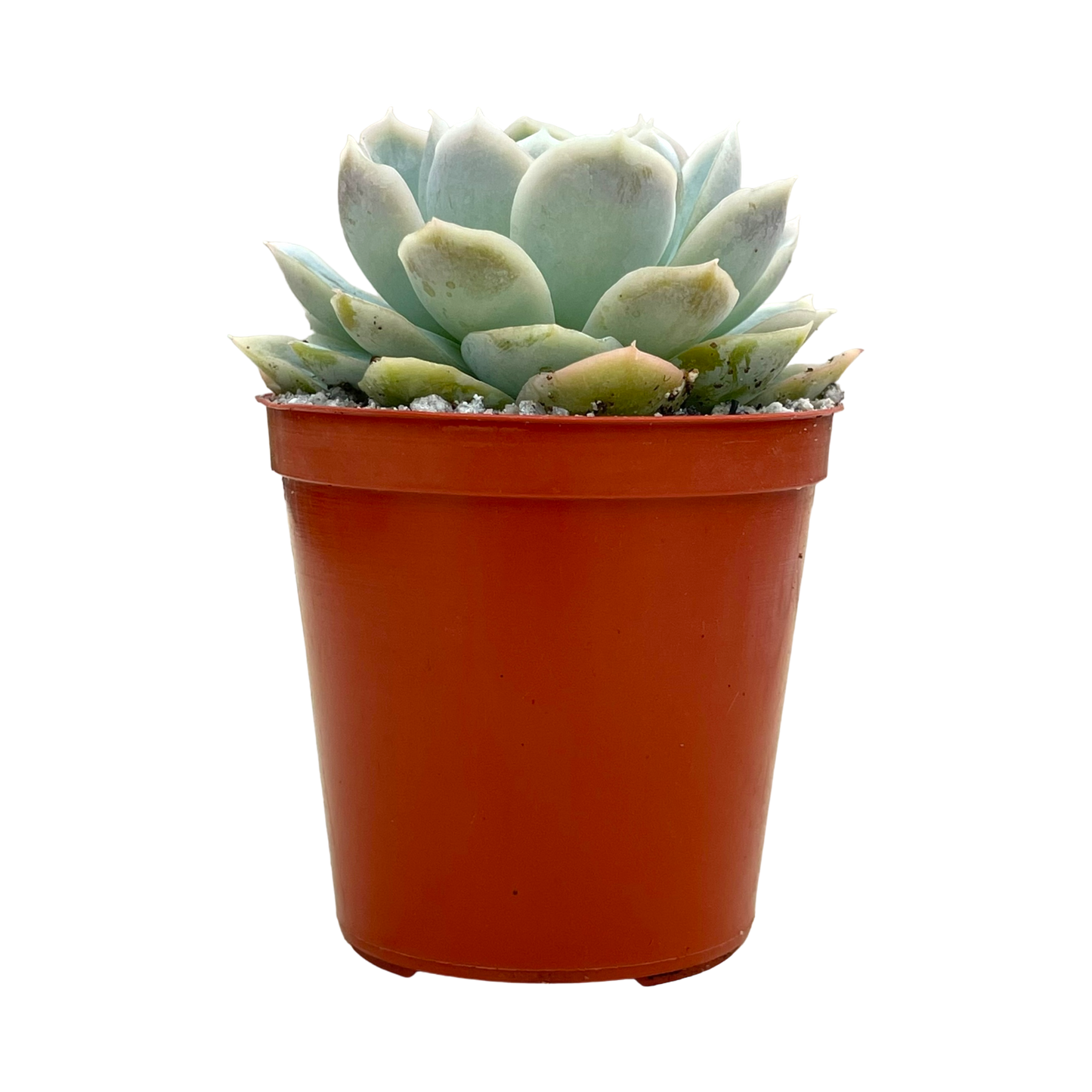 Echeveria 'Elsa'