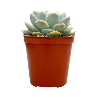 Echeveria 'Elsa'