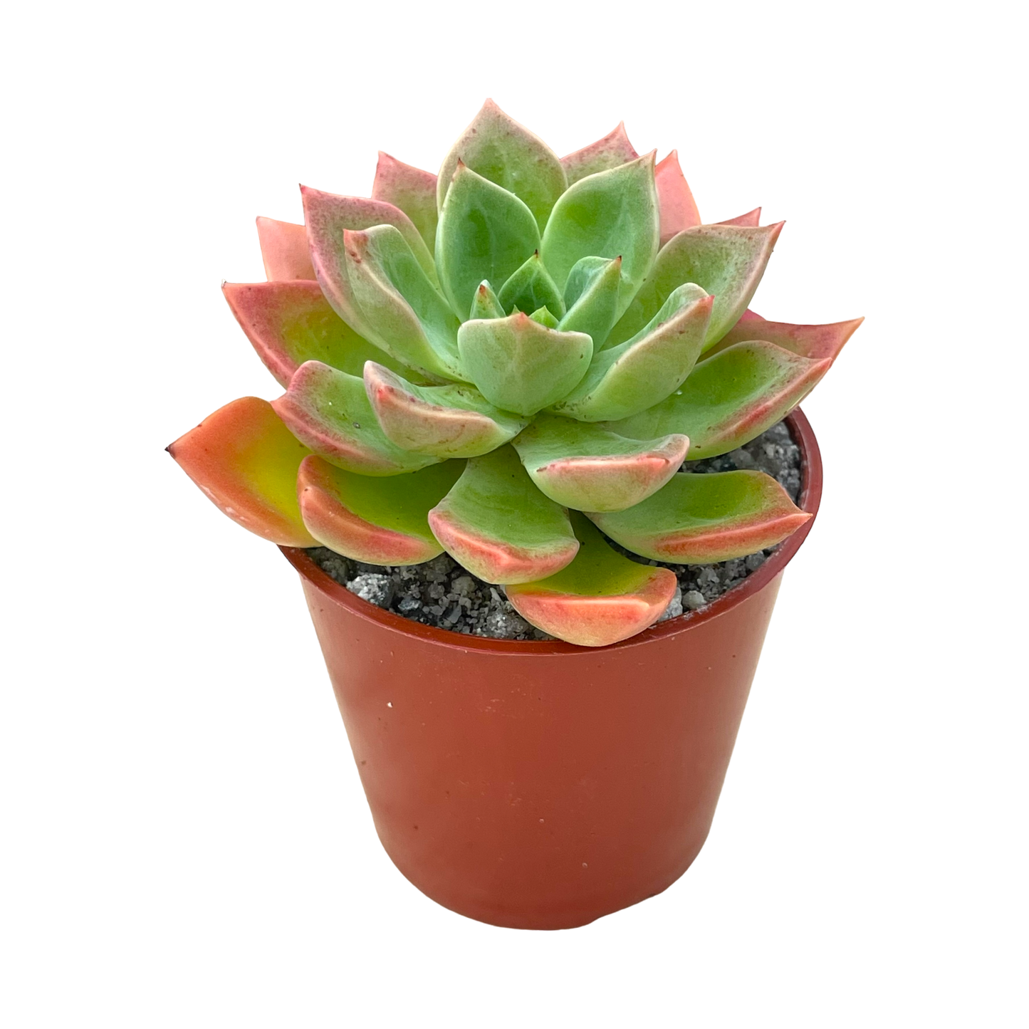 Echeveria 'Meteor'