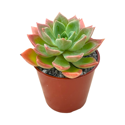 Echeveria 'Meteor'