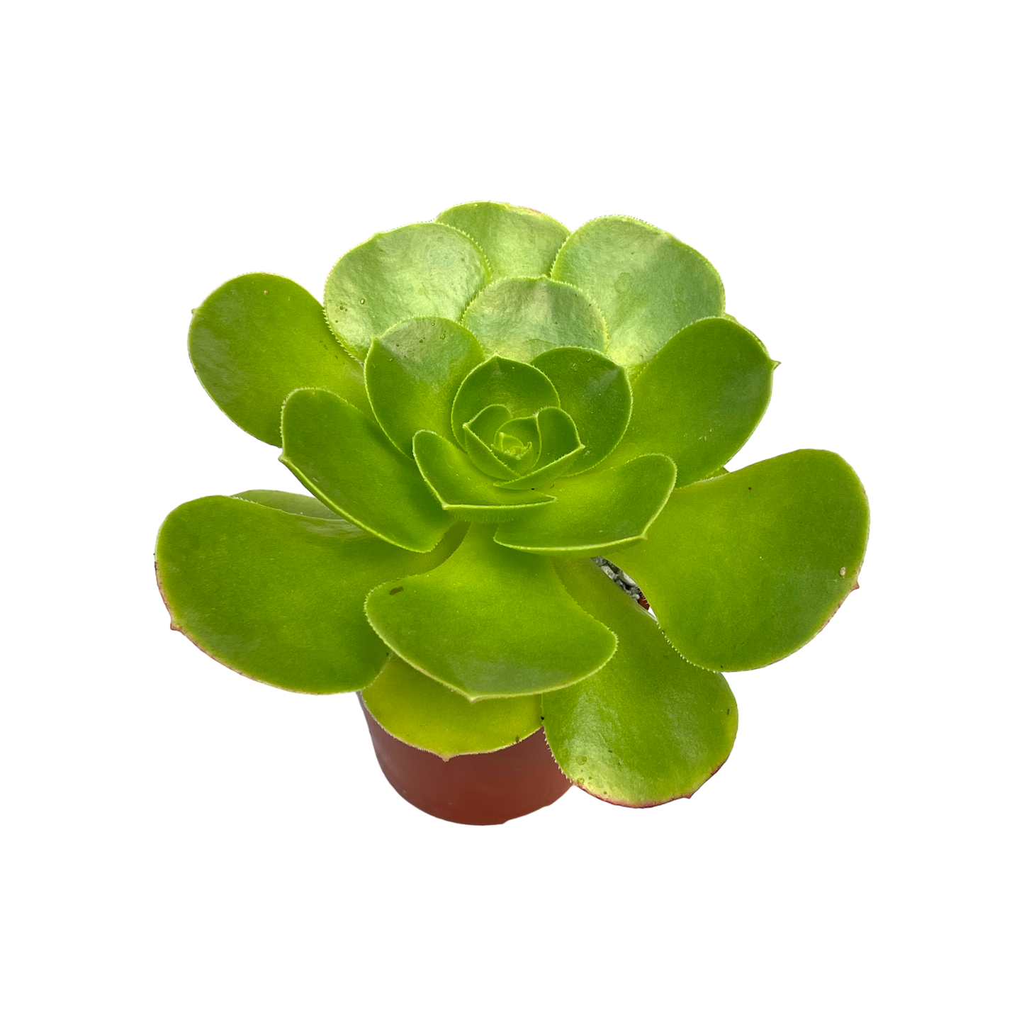 Aeonium canariense v. californicum