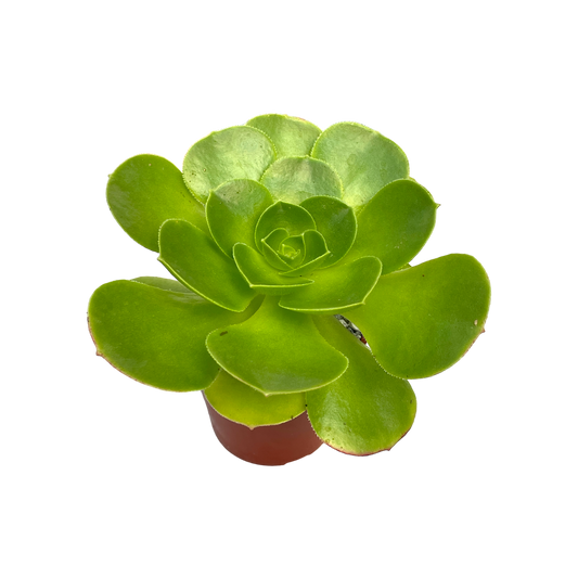 Aeonium canariense v. californicum