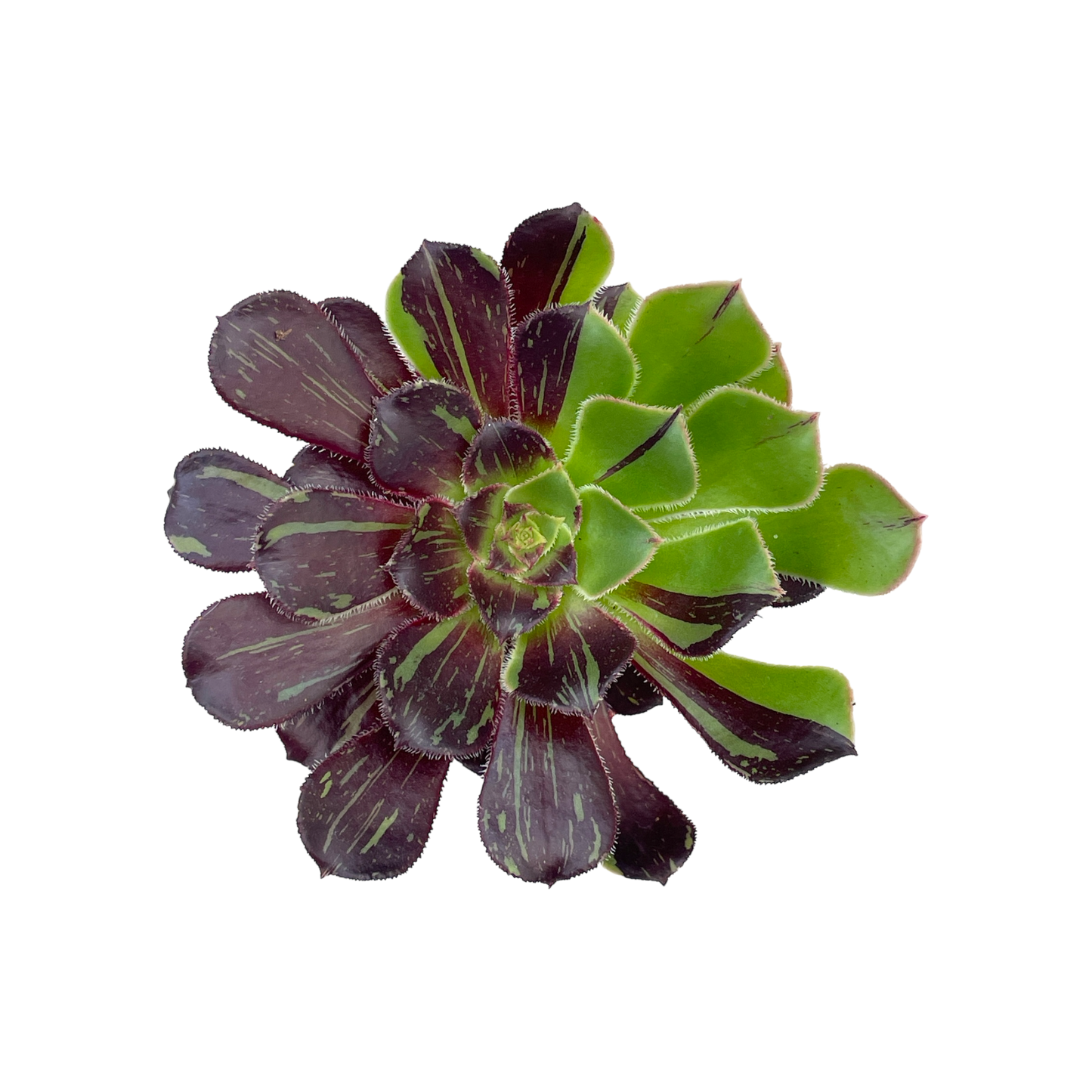 Aeonium 'Big Bang'