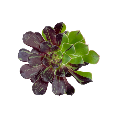 Aeonium 'Big Bang'