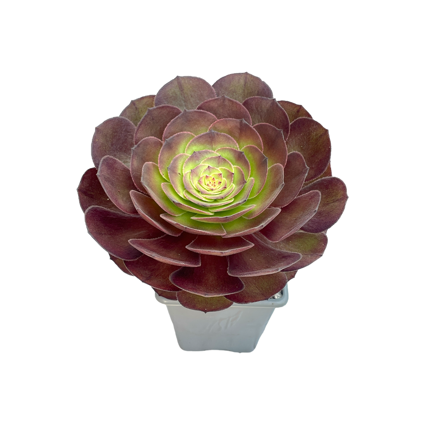 Aeonium 'Madeira Rose'