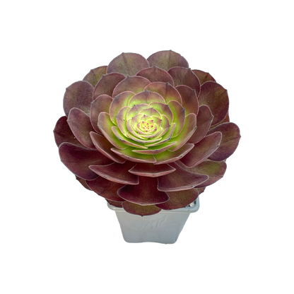 Aeonium 'Madeira Rose'