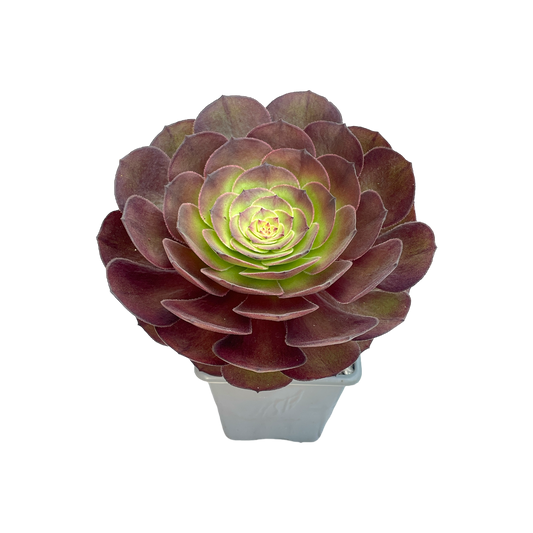 Aeonium 'Madeira Rose'