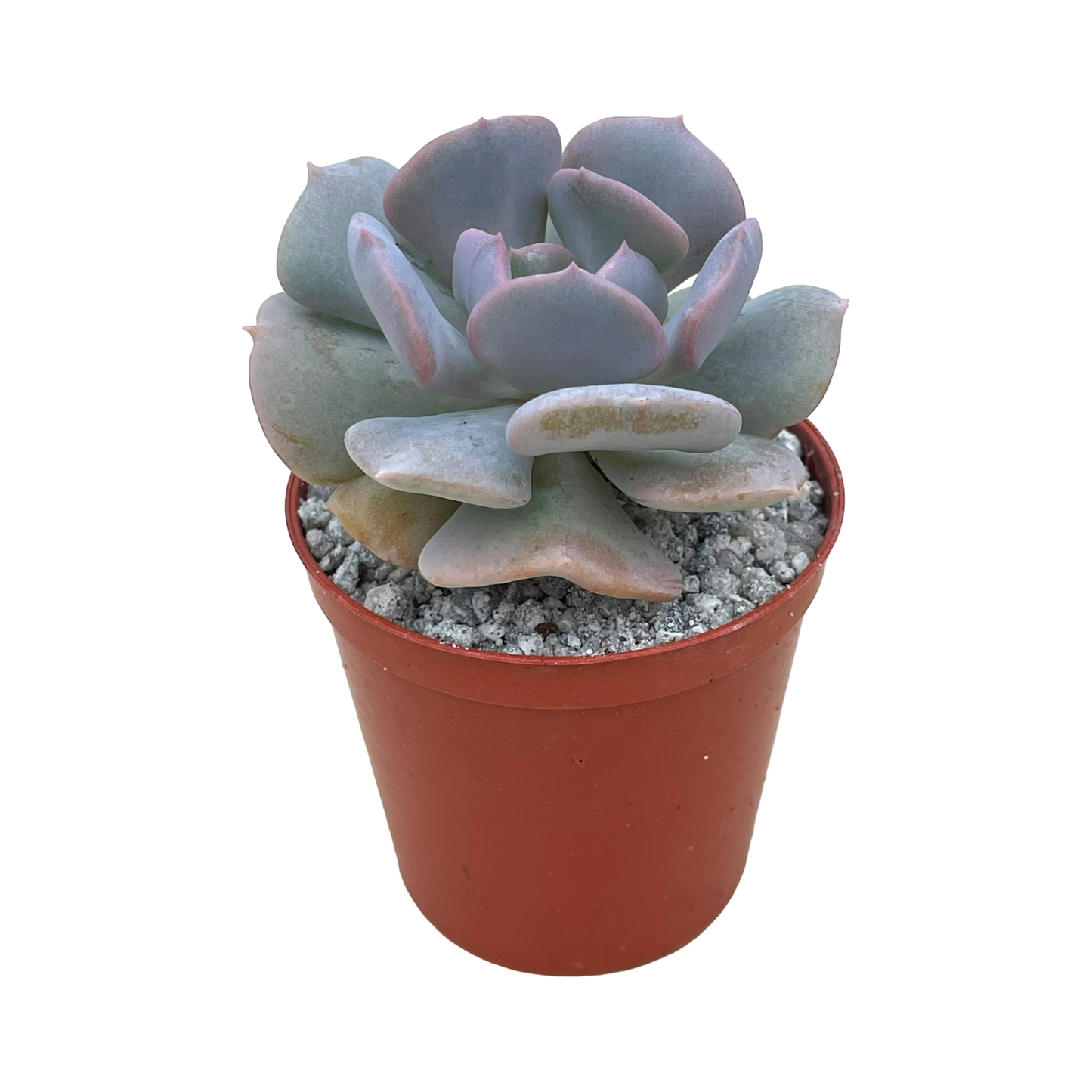 Echeveria 'Cubic Frost'