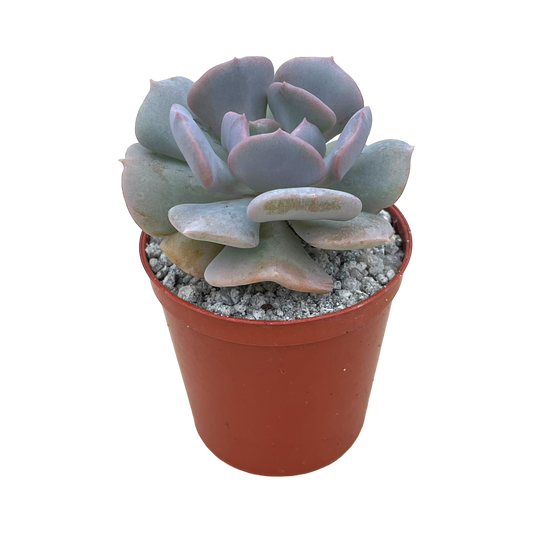 Echeveria 'Cubic Frost'