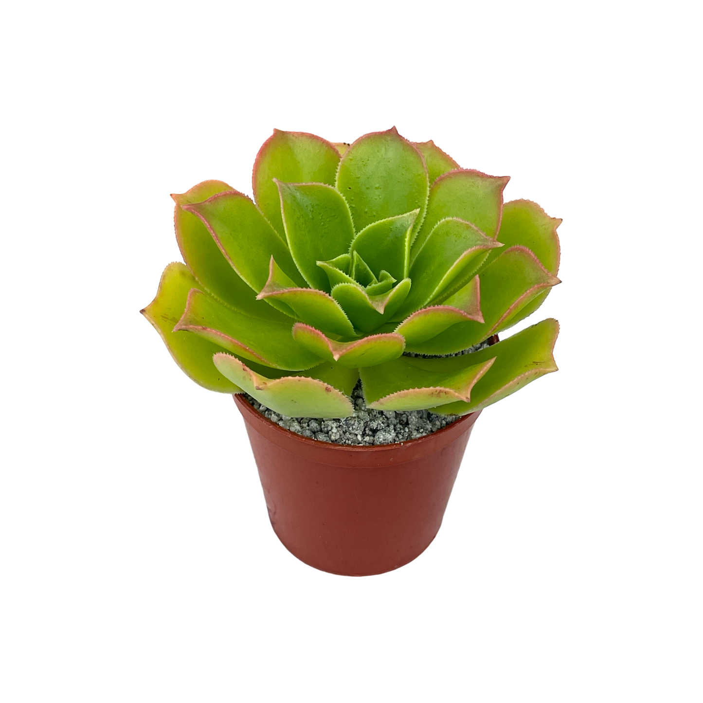 Aeonium lancerottense