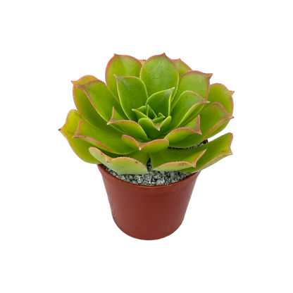 Aeonium lancerottense