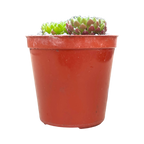 Sempervivum 'Ford's Springs'