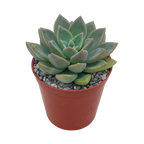 x Graptoveria 'Acaulis'