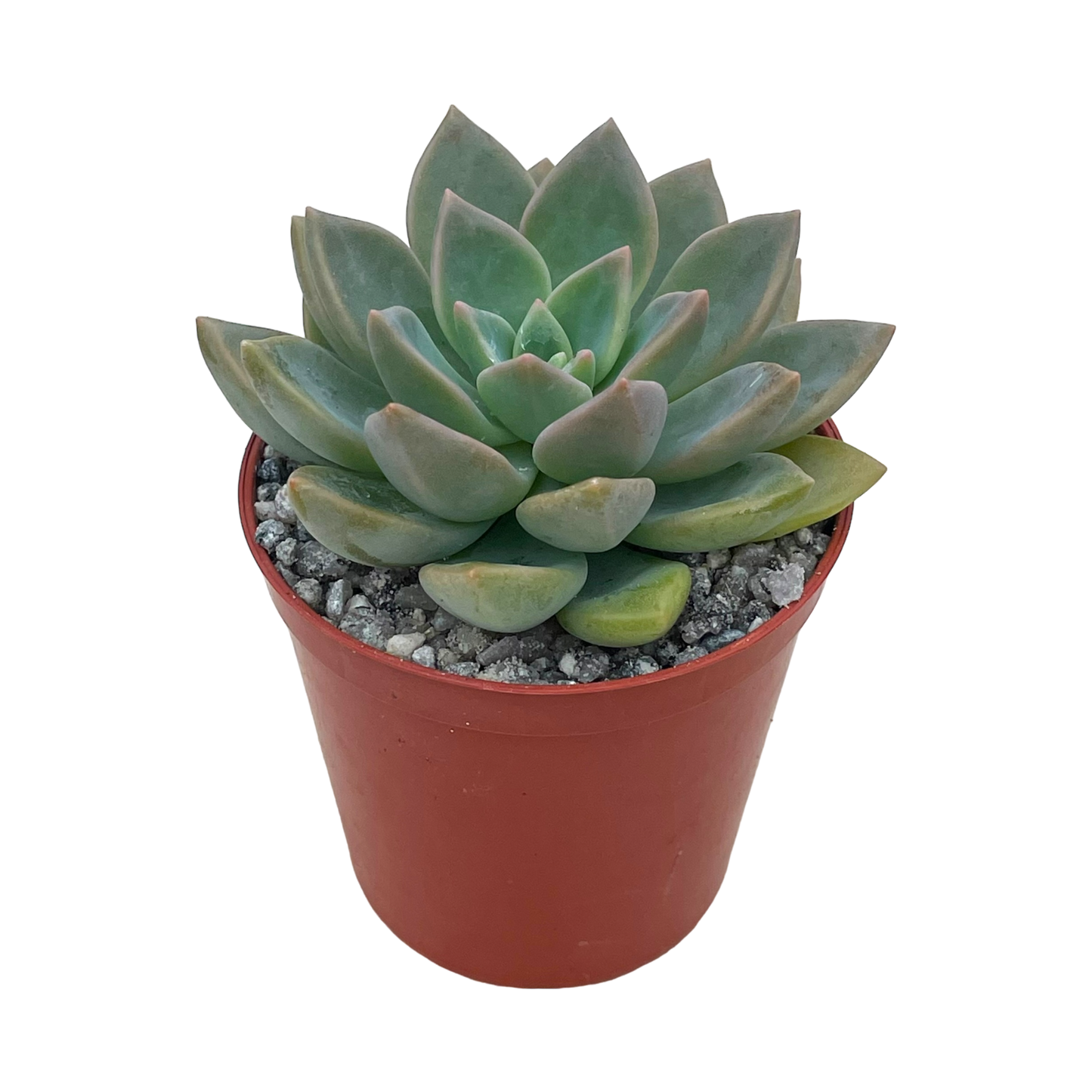 x Graptoveria 'Acaulis'