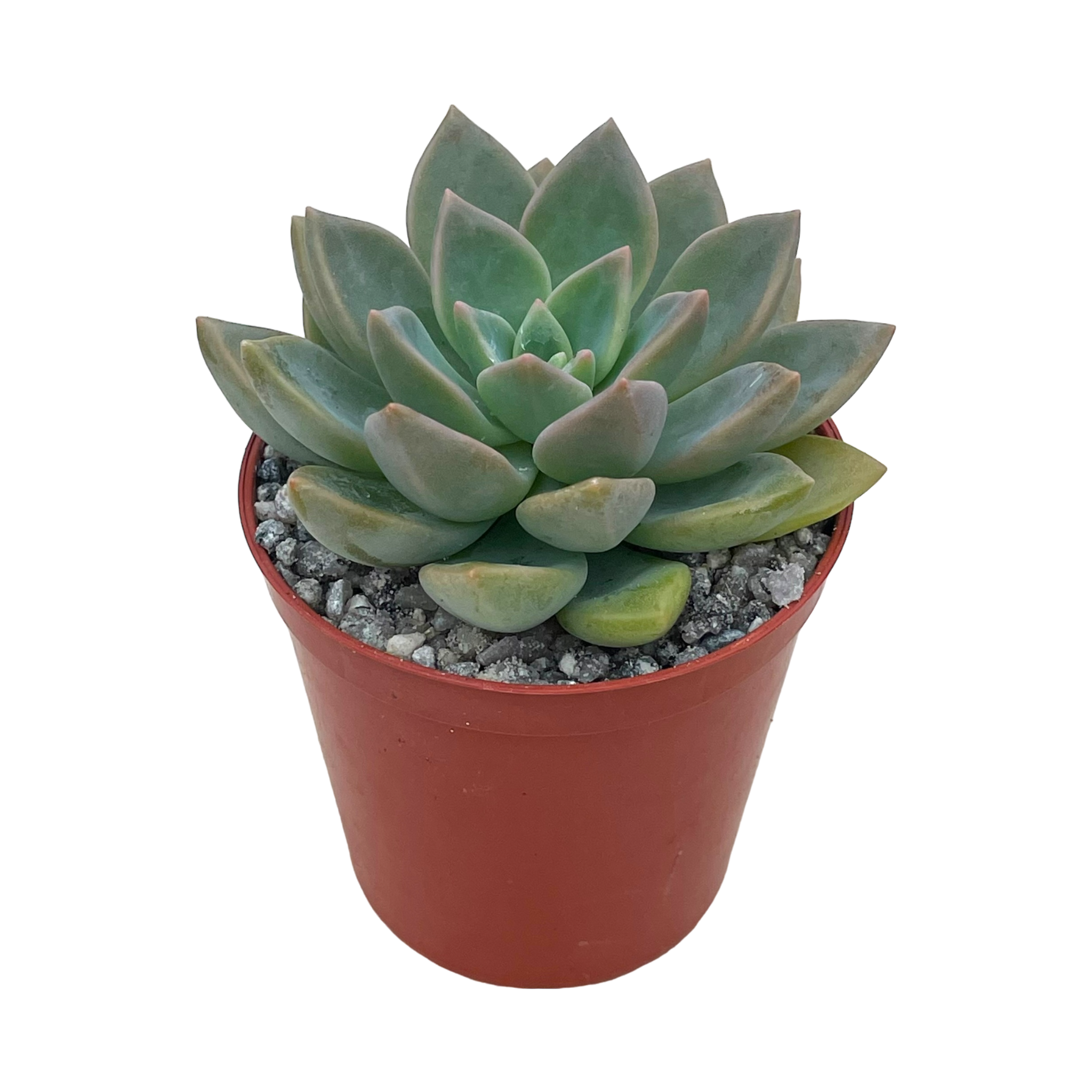 x Graptoveria 'Acaulis'