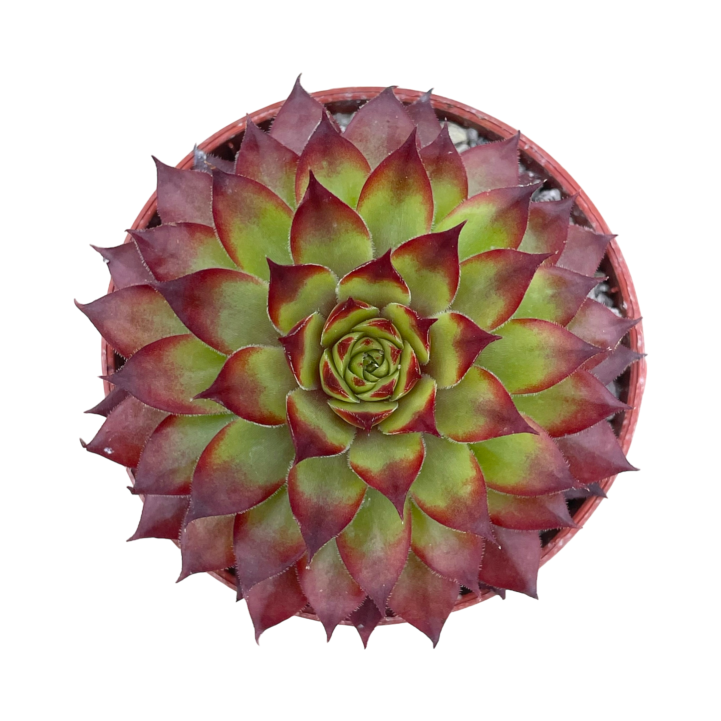 Sempervivum 'Bronco'