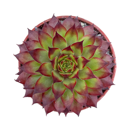 Sempervivum 'Bronco'