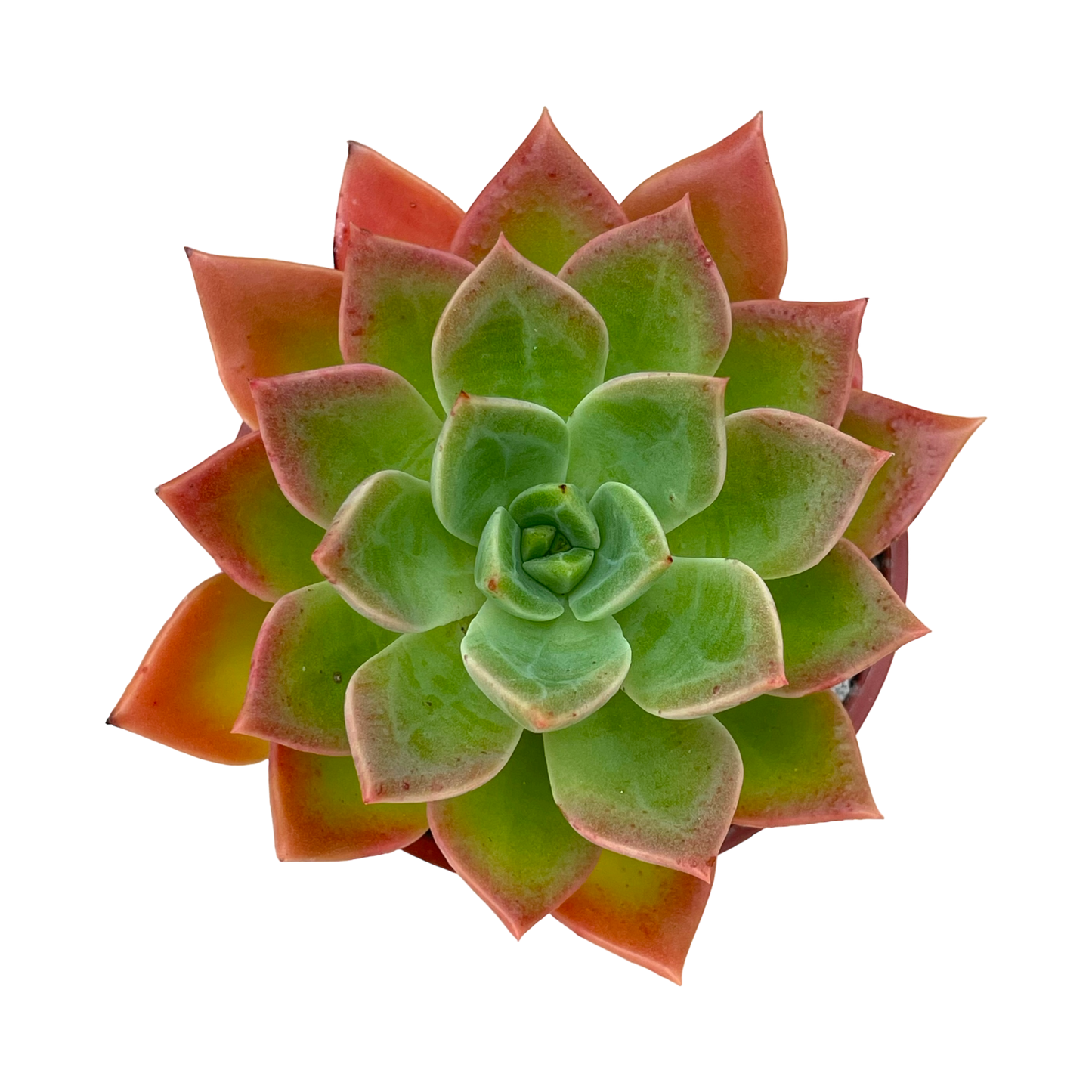 Echeveria 'Meteor'