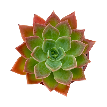 Echeveria 'Meteor'