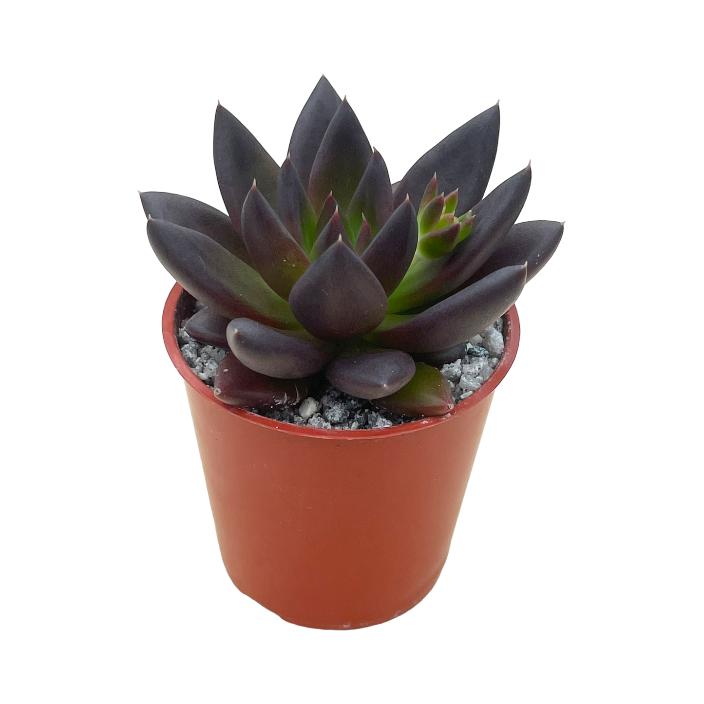 Echeveria affinis