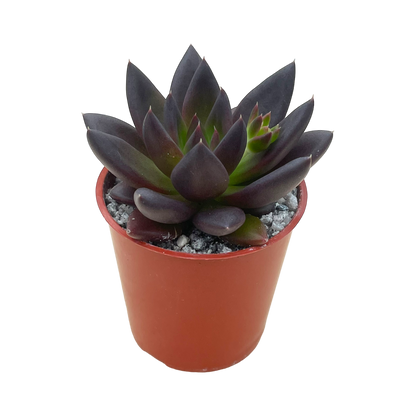 Echeveria affinis