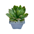 Aeonium 'Rock Hopper'
