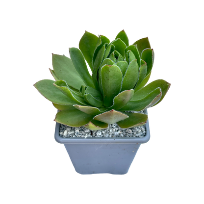 Aeonium 'Rock Hopper'