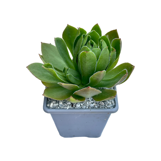 Aeonium 'Rock Hopper'