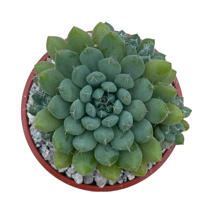 Echeveria setosa var. deminuta