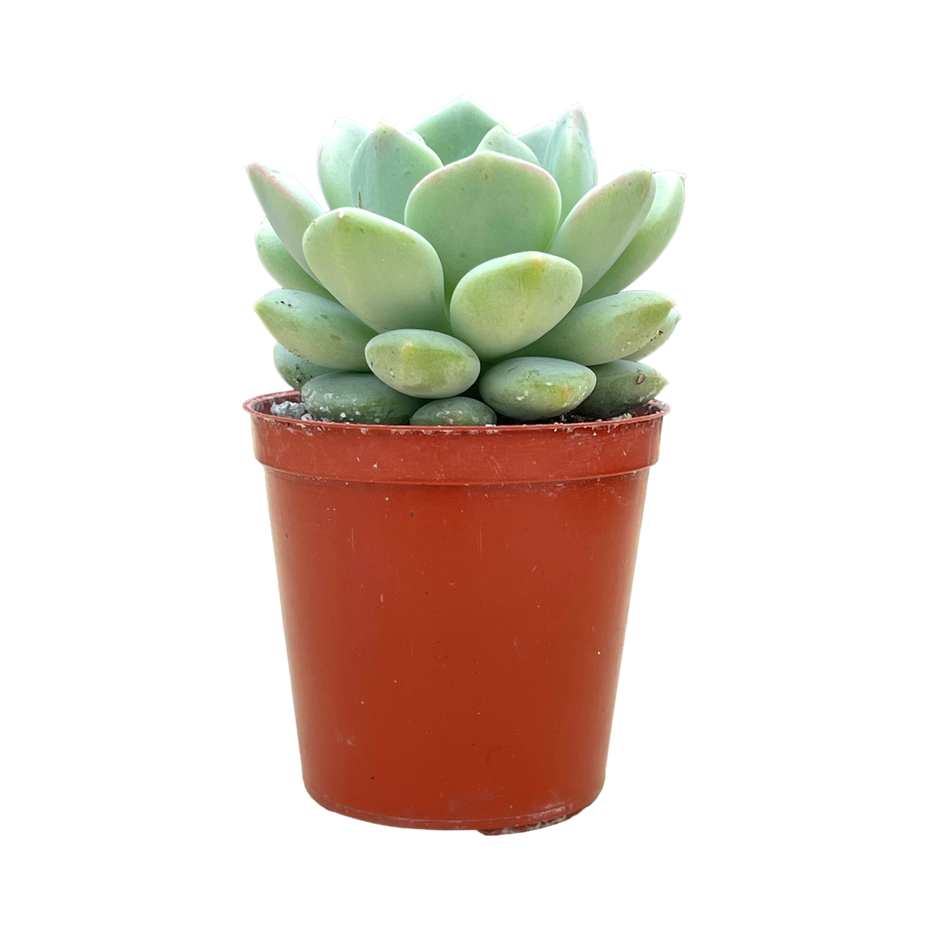 x Pachyveria 'Elaine Reinelt'